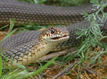 Желтобрюхий полоз: как выглядит, где встречается, что ест, как вывести с участка