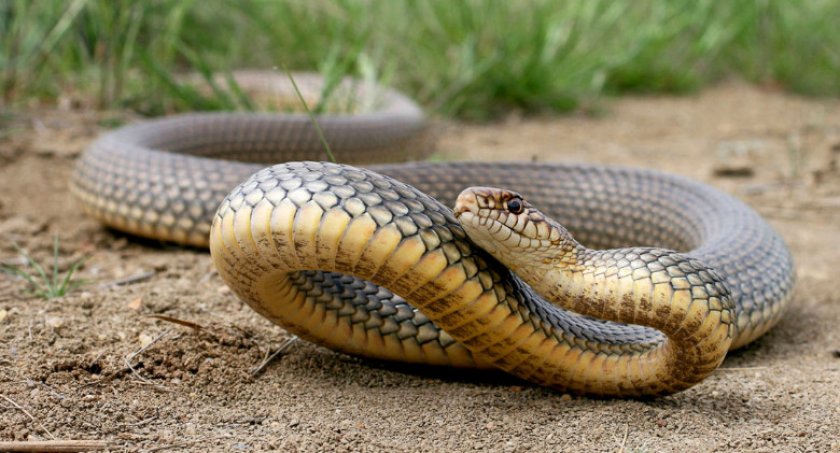 Желтобрюхий полоз