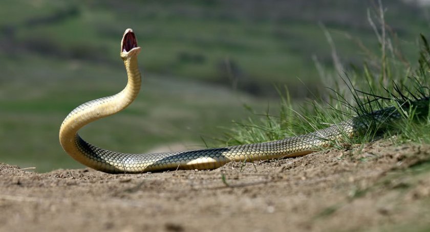 Желтобрюхий полоз
