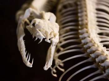 Особенности строения скелета змей