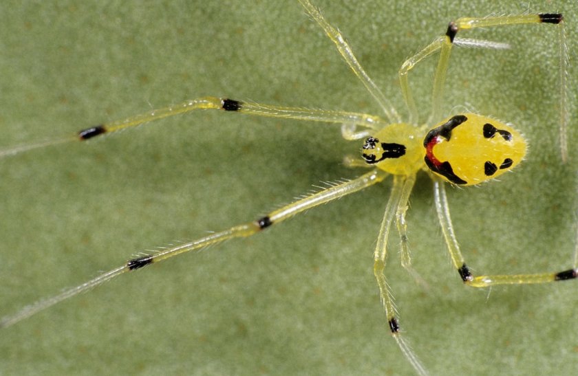 Улыбающийся паук Улыбающийся паук