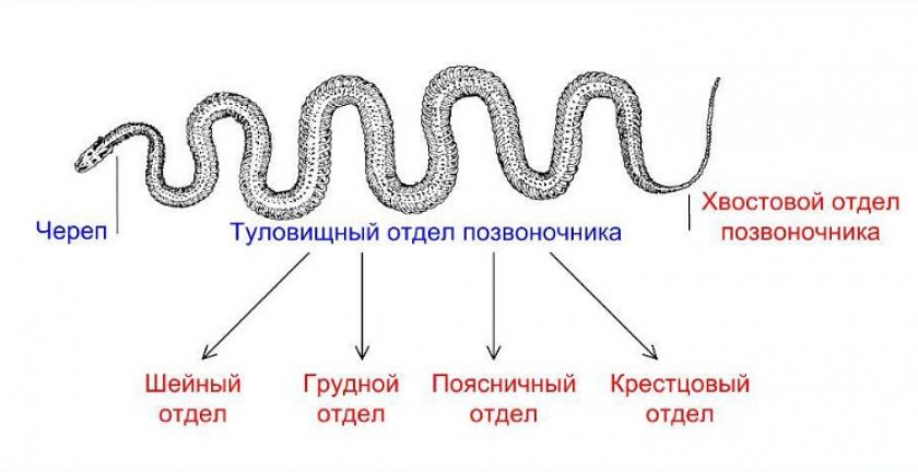 Строение змеи в картинках