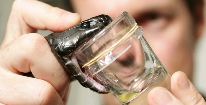 Змеиный яд Змеиный яд