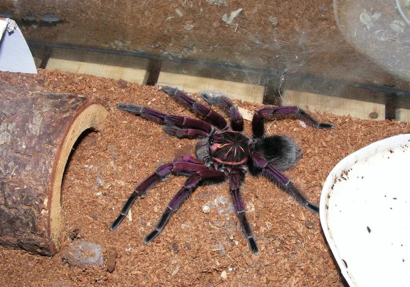 Памфобетус платиомма Памфобетус платиомма