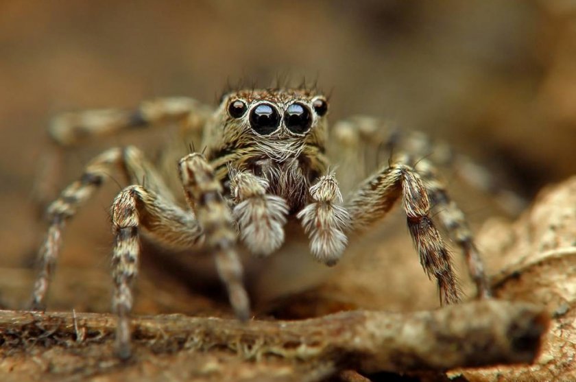 Паук-скакун Паук-скакун