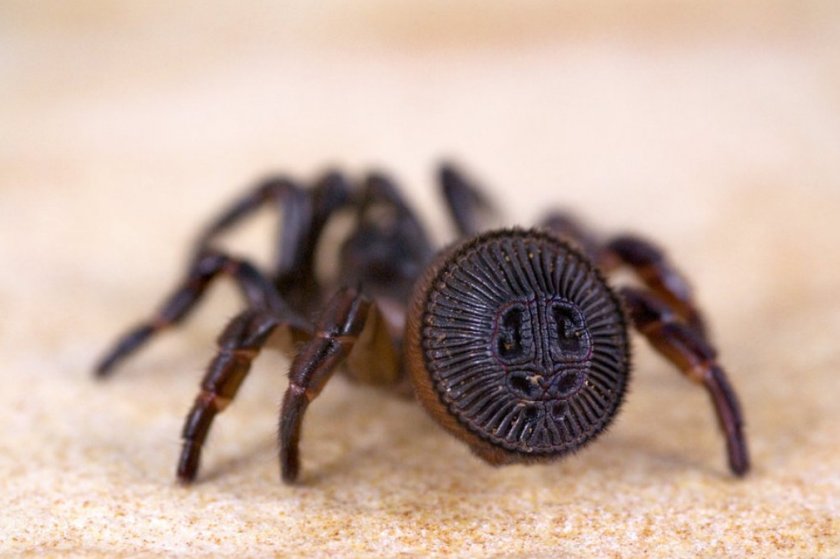 Паук циклокосмия Паук циклокосмия