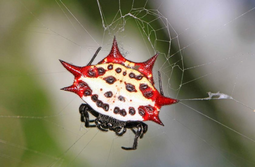 Шипастый паук-кругопряд Шипастый паук-кругопряд
