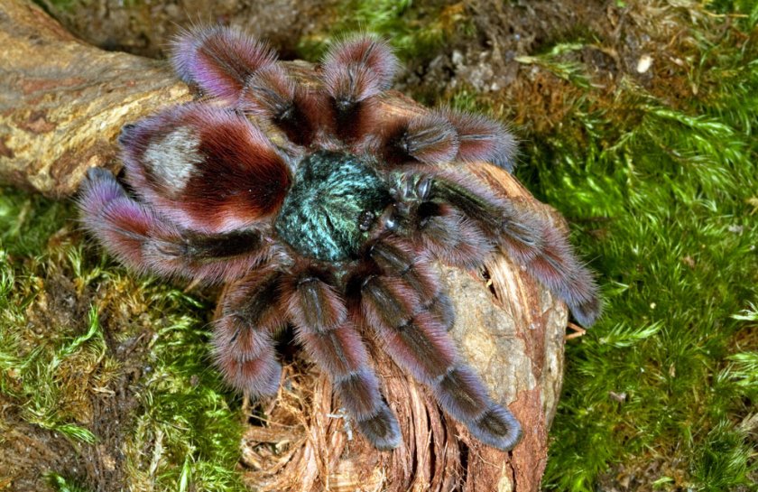 Мартиника красного дерева Мартиника красного дерева