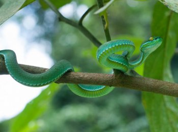 Куфии, или копьеголовые змеи: как выглядят, где встречаются, как ухаживать в домашних условиях