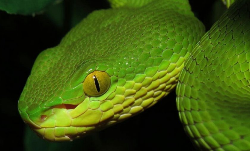 Белогубая куфия