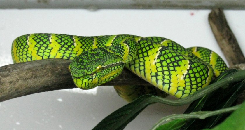 Храмовая куфия