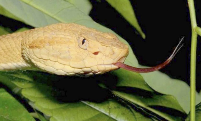 Островной ботропс Островной ботропс