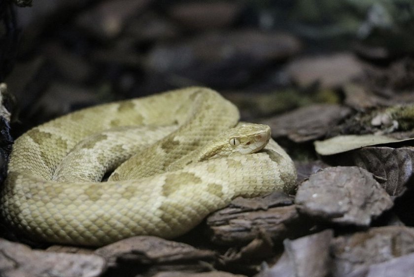 Островной ботропс Островной ботропс