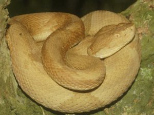 Островной ботропс Островной ботропс