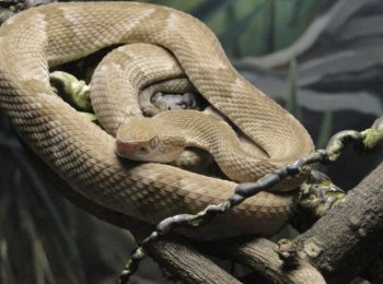 Островной ботропс: как выглядит, где встречается, чем питается