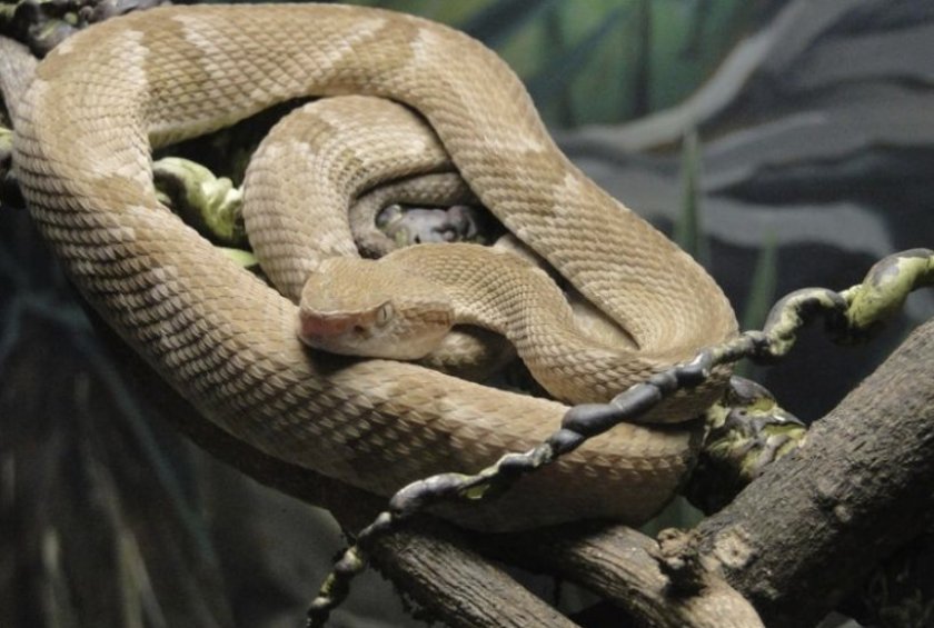 Bothrops insularis Bothrops insularis