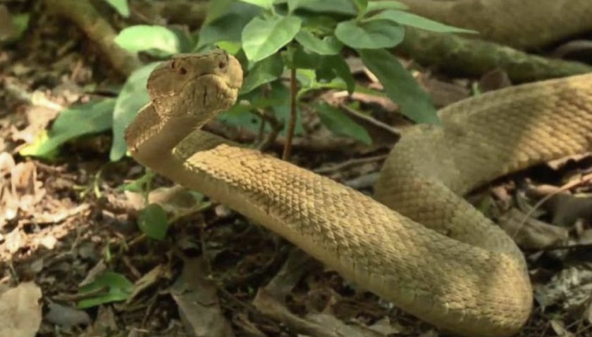 Bothrops insularis Bothrops insularis