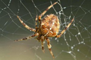 Паук-кругопряд