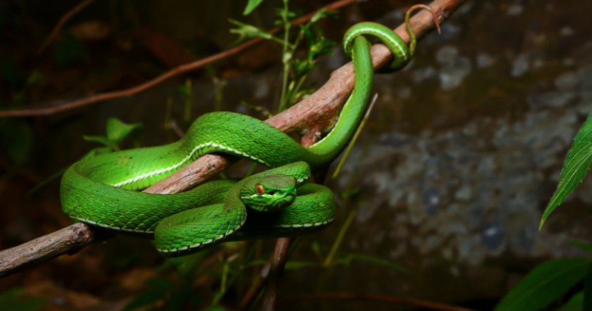 Белогубая куфия