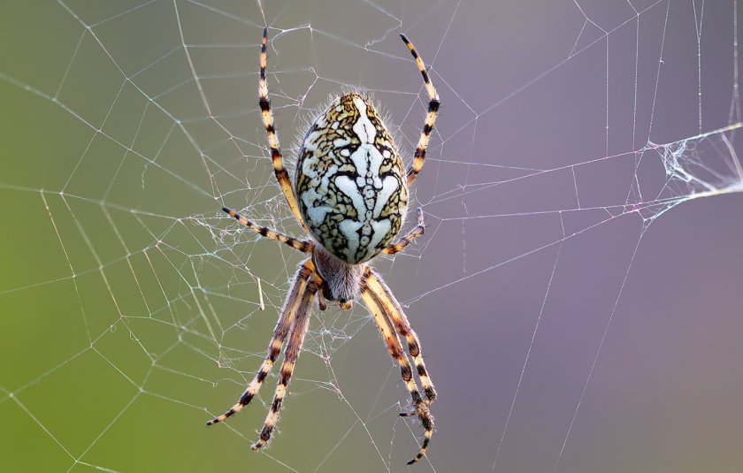 Паук-кругопряд