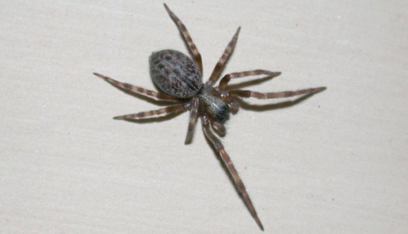 Серый домашний паук