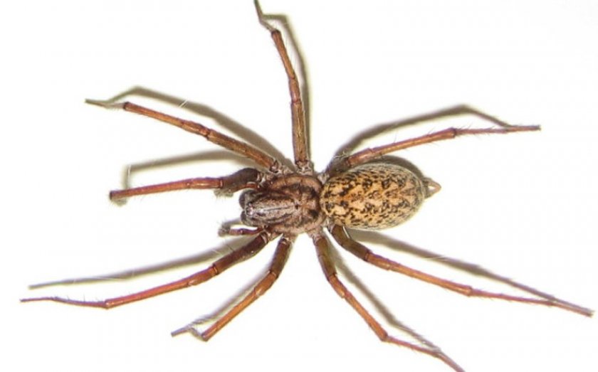 Паук-бродяга