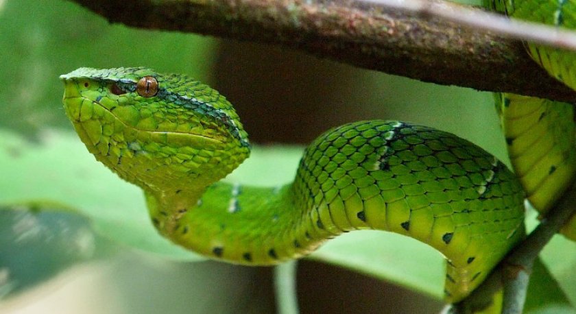 Куфия будру-пам