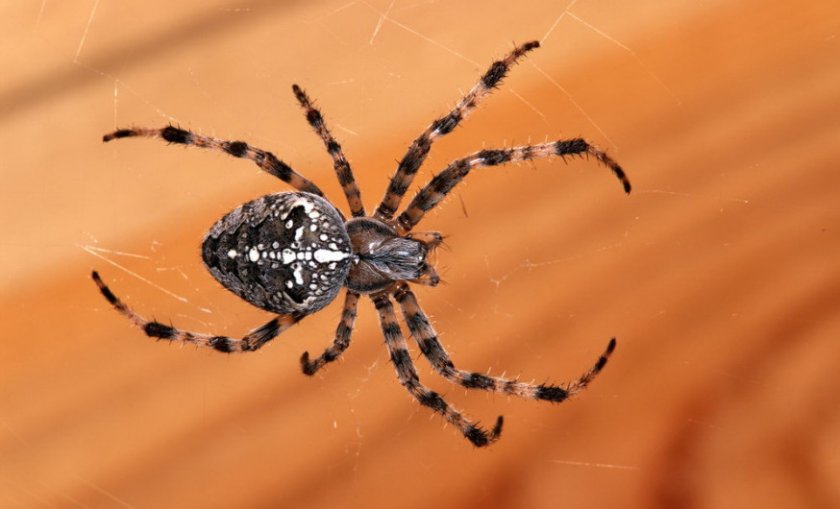 Паук-крестовик