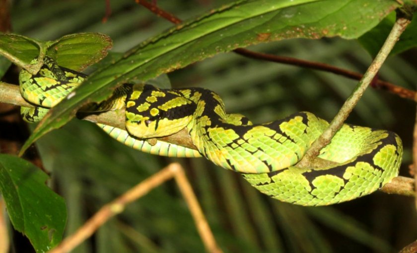 Цейлонская куфия