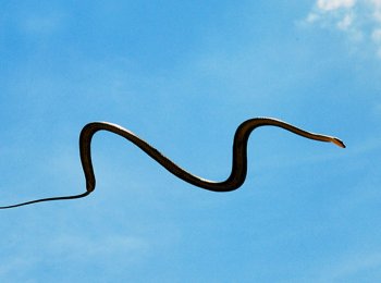 Какими бывают летающие змеи: описание и как они летают