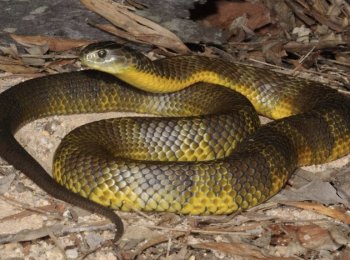 Тигровая змея: как выглядит, где встречается, чем опасен яд