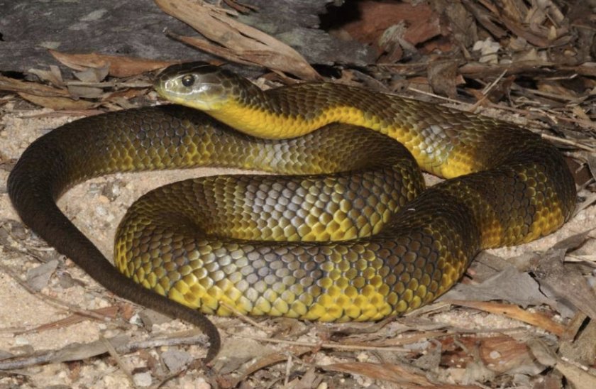 Тигровая змея