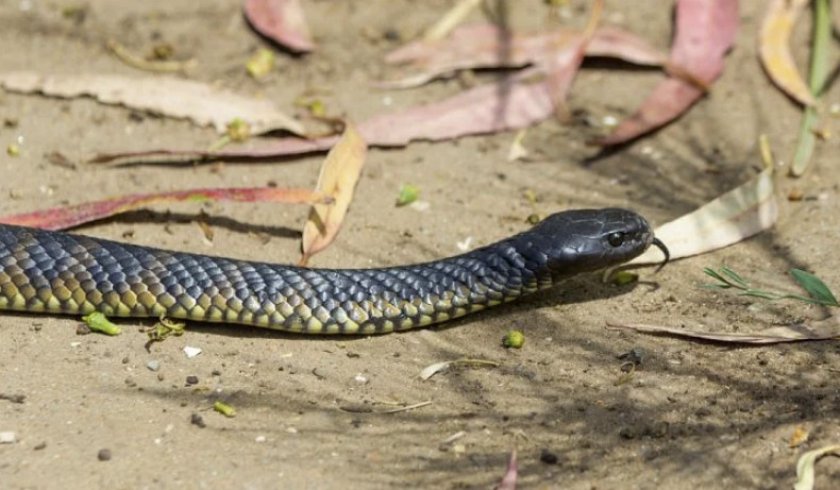 Змея тигровая