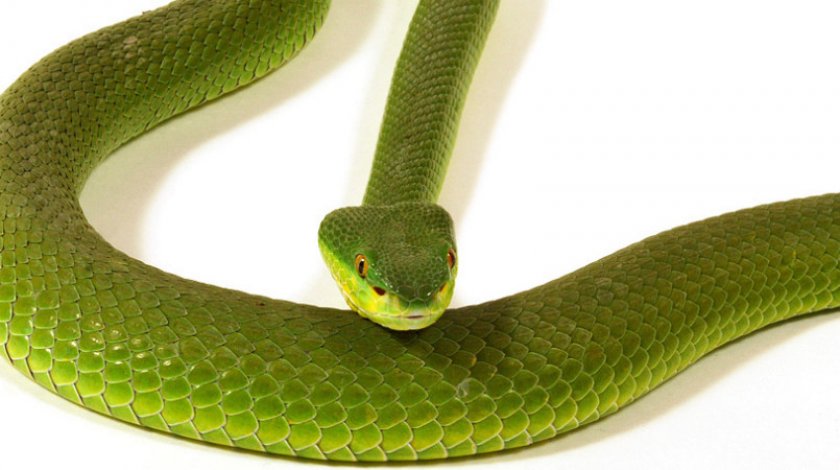 Бенгальская куфия