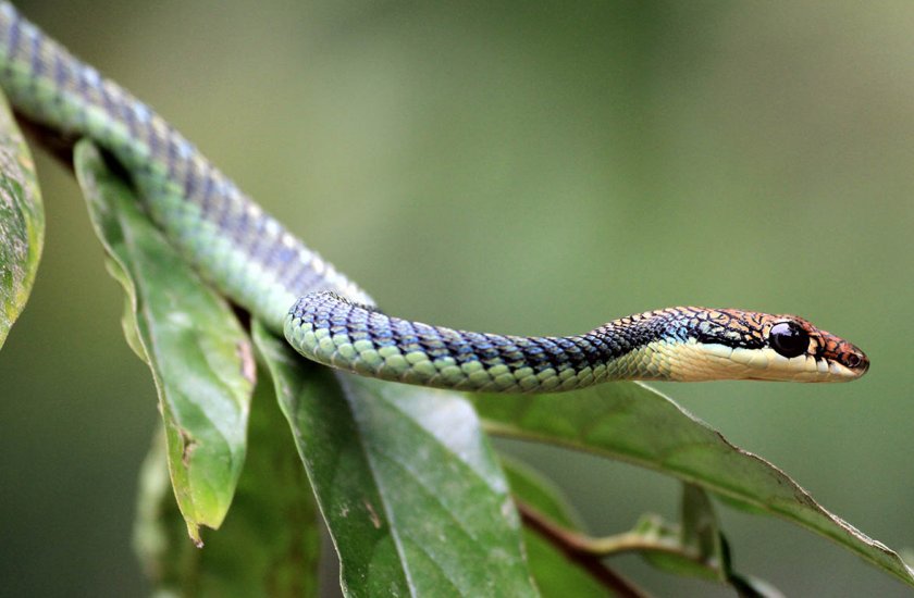 Летящая змея