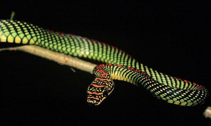 Райская змея