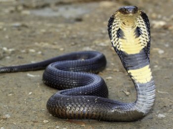 Самая крупная ядовитая змея — королевская кобра