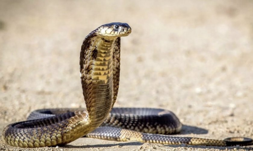 Королевская кобра