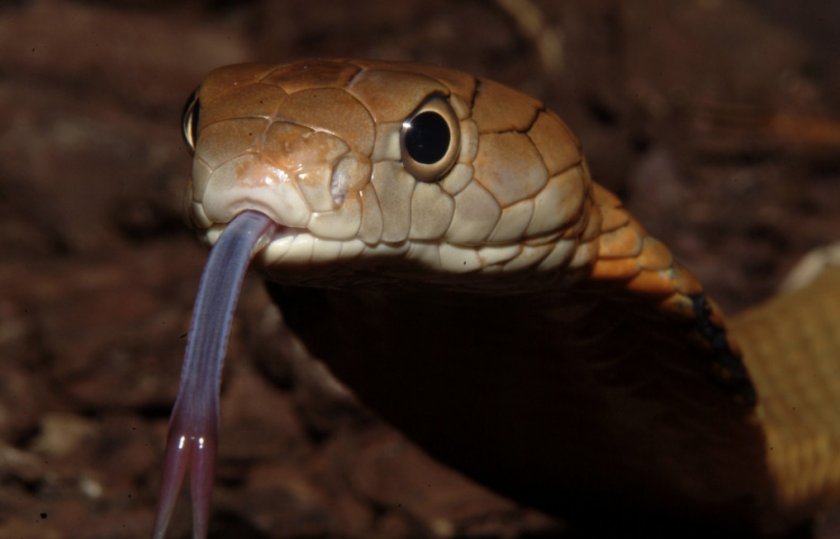 Королевская кобра