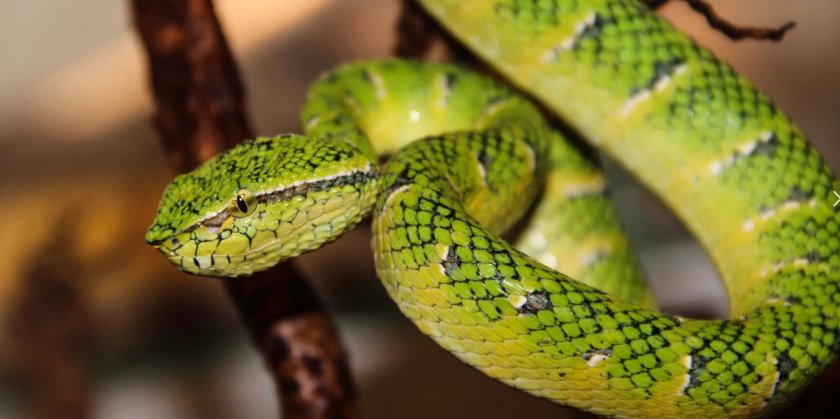 Малабарская куфия