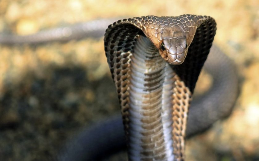 Королевская кобра