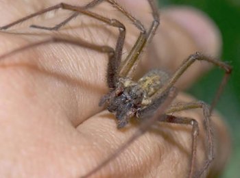 Как выглядит и что делать при укусе паука