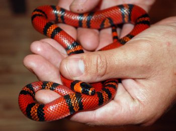 Какие змеи считаются неядовитыми? Как отличить ядовитую змею от неядовитой