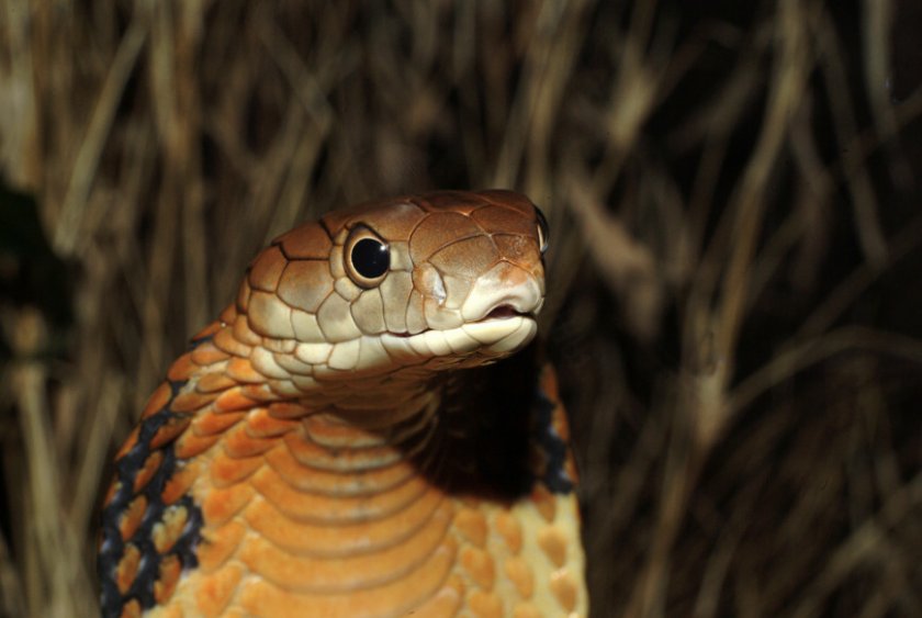 Королевская кобра