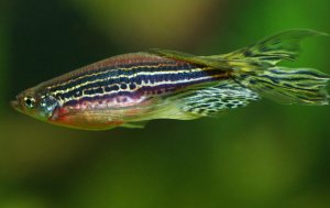 Данио рерио