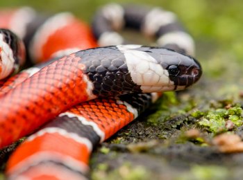 Коралловая змея: как выглядит, где встречается, как ухаживать в домашних условиях