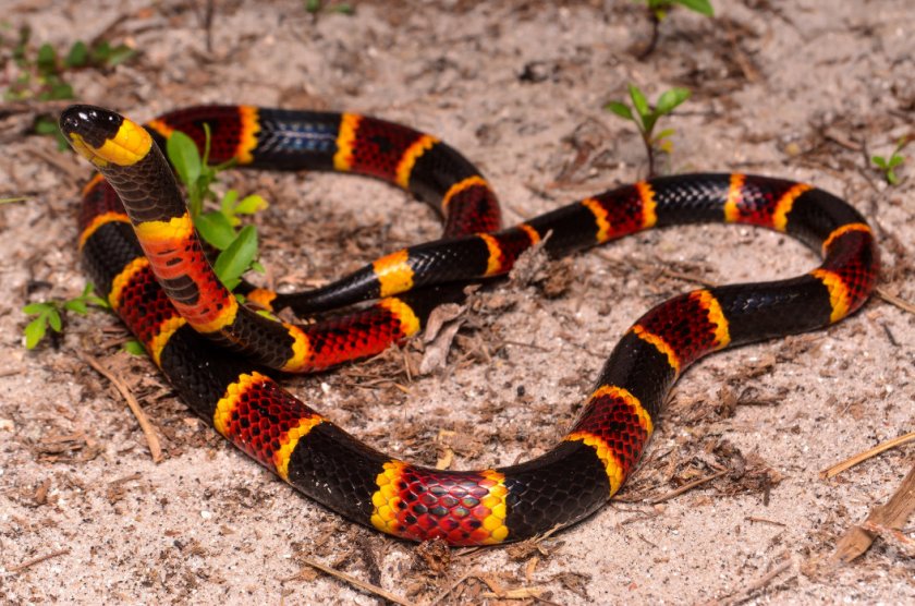 Коралловая змея Коралловая змея