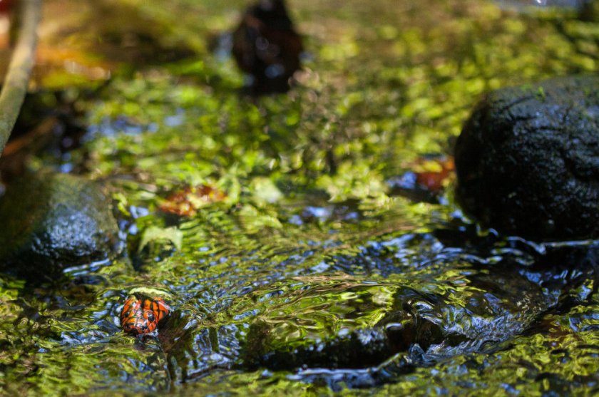 Коралловая змея Коралловая змея