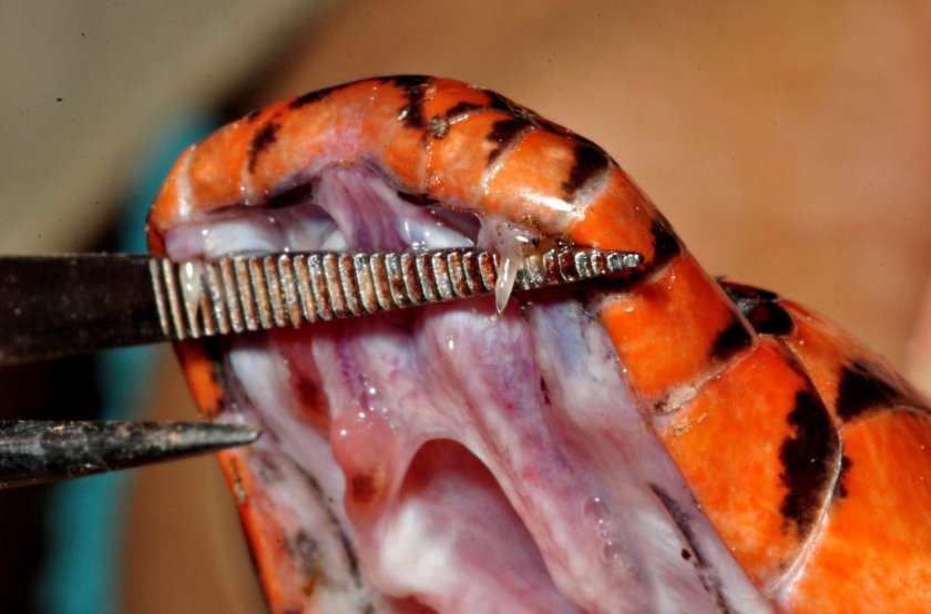 Коралловая змея Коралловая змея