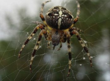 Какие особенности строения и поведения паука-крестовика